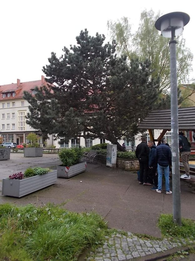 Die "Kletterkiefer" vor dem Pfarrhaus (Foto: Frank Tuschy) Die "Kletterkiefer" vor dem Pfarrhaus (Foto: Frank Tuschy)