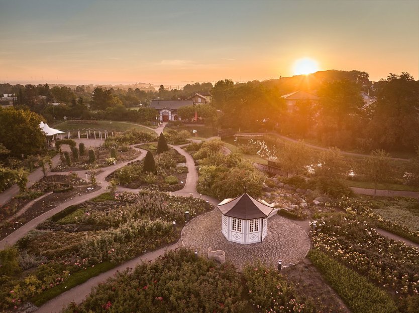 Abendstimmung im Rosengarten (Foto: Tino Sieland)