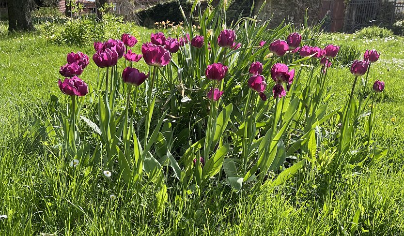 Sommerliche Temperaturen zum Feiertag (Foto: oas)