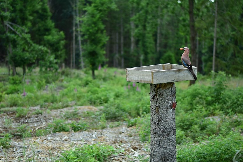 Waldbesitzende k&ouml;nnen mit dem Aufstellen und Beschicken eines H&auml;hertellers die &ouml;rtliche Verbreitung von Eicheln und Bucheckern durch den typisch kr&auml;chzenden Eichelh&auml;her sorgen    (Foto: Jan B&ouml;hm)