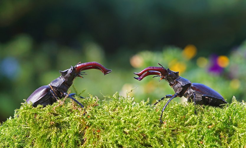 Zwei Exemplare des gef&auml;hrdeten Hirschk&auml;fers  (Foto: Lutz Klapp)