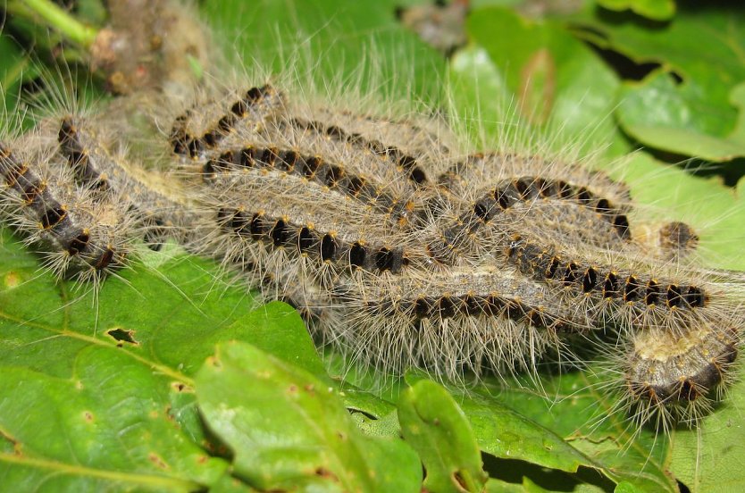 Achtung giftige Brennhaare: Die Gespinste wie auch die Raupen des Eichenprozessionsspinners k&ouml;nnen Waldbesucher gef&auml;hrden � Umsicht ist gefragt (Foto: Mathias St&uuml;rtz)