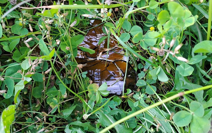 Hohes Gras in dem zerbrochene Flaschen liegen: So gesehen iauf einem Spielplatz in Nordhausen/Salza (Foto: B. Reichardt)