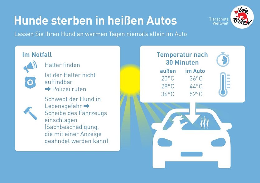 Hunde sterben in hei&szlig;en Autos (Foto: Vier Pfoten)