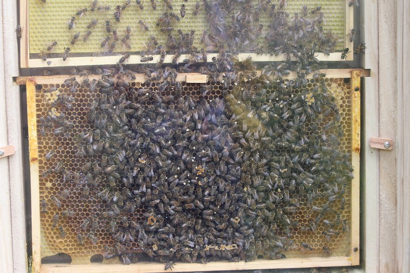 Bienen (Foto: Eva Maria Wiegand) Bienen (Foto: Eva Maria Wiegand)
