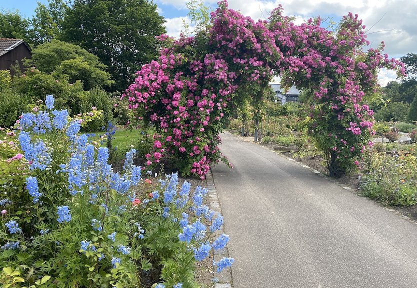Rosengarten in Bad Langensalza in seiner ganzen Bl&uuml;tenpracht (Foto: Eva Maria Wiegnd)