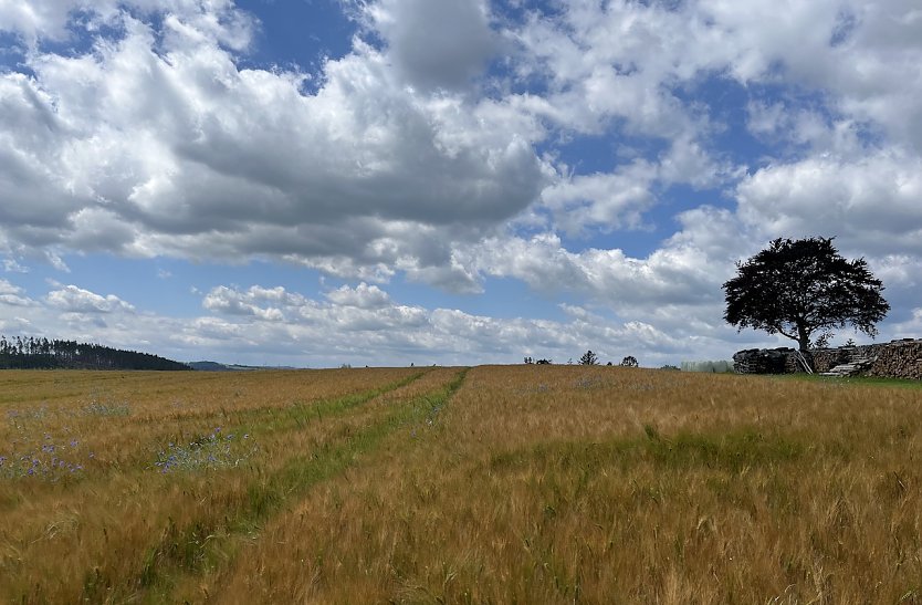 Zum fünfzehnten Mal in Folge war der Juni laut Meteorologen zu warm (Foto: oas) Zum fünfzehnten Mal in Folge war der Juni laut Meteorologen zu warm (Foto: oas)