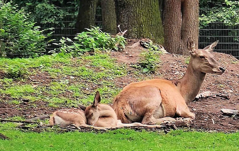 Bewegen sich bei diesen Temperaturen auch keinen Schritt mehr, als sie m&uuml;ssen: Damwild im Stadtpark (Foto: Peter Blei)