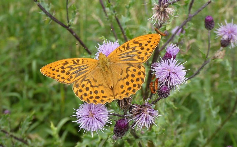 Kaisermantel: ein heimischer Schmetterling der Region (Foto: © Dr. Lars Ludwig) Kaisermantel: ein heimischer Schmetterling der Region (Foto: © Dr. Lars Ludwig)