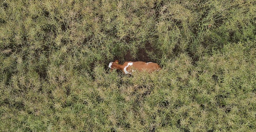 Das fl&uuml;chtige Vieh, gut versteckt im Rapsfeld (Foto: S. Dietzel)