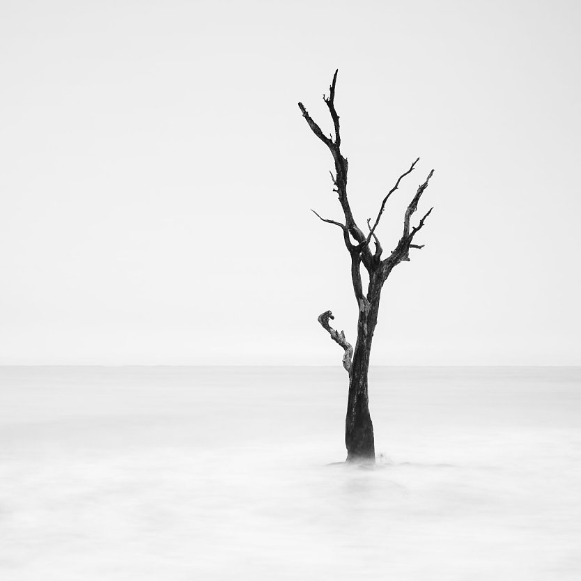"Glanzlichter-Naturfotograf 2023 ist Mark Chen aus den USA mit dem Bild Der Wachtposten. Das Schwarz-Wei&szlig;-Siegerbild zeigt einen kahlen Baum an der Nordk&uuml;ste Floridas (Foto: Mark Chen)