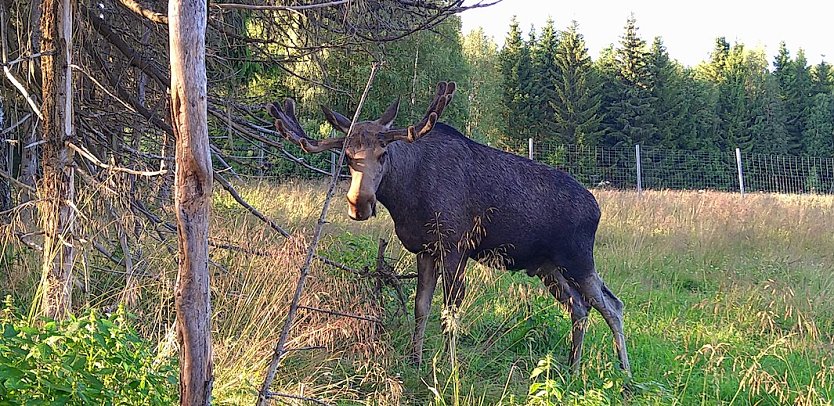 Elch Park - "V&auml;rmlands Moose Park" (Foto: Annett und J&uuml;rgen Meier)