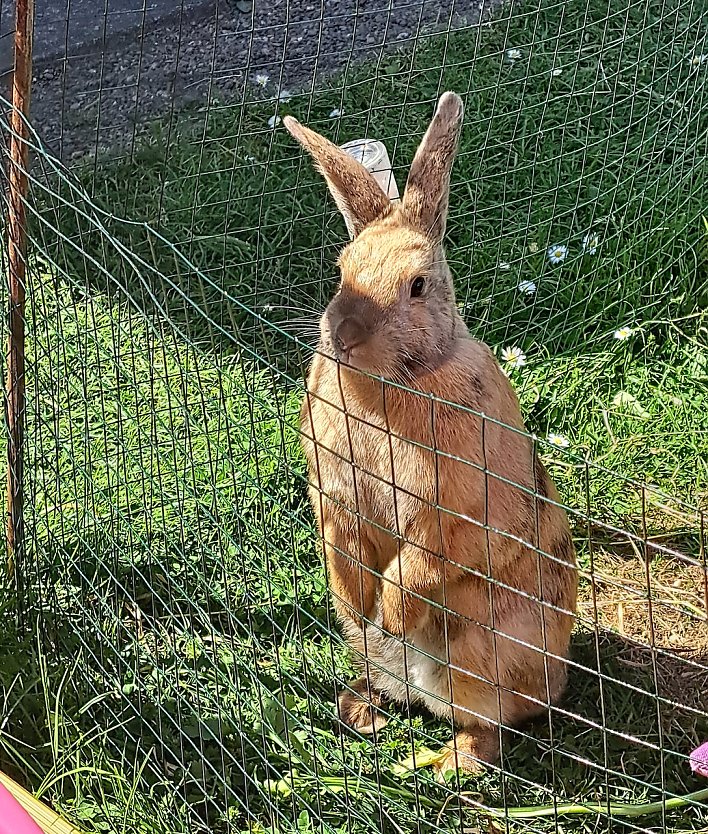 Hase Erna (Foto: Familie Zornemann)