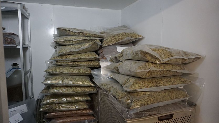 S&auml;ckeweise Bergulme im Lager der Th&uuml;ringenForst-Klenge in Fischbach: Mit der Lagerhaltung werden nat&uuml;rliche Schwankungen bei den j&auml;hrlichen Saatguterntemengen ausgeglichen   (Foto: Katharina Reffelt)