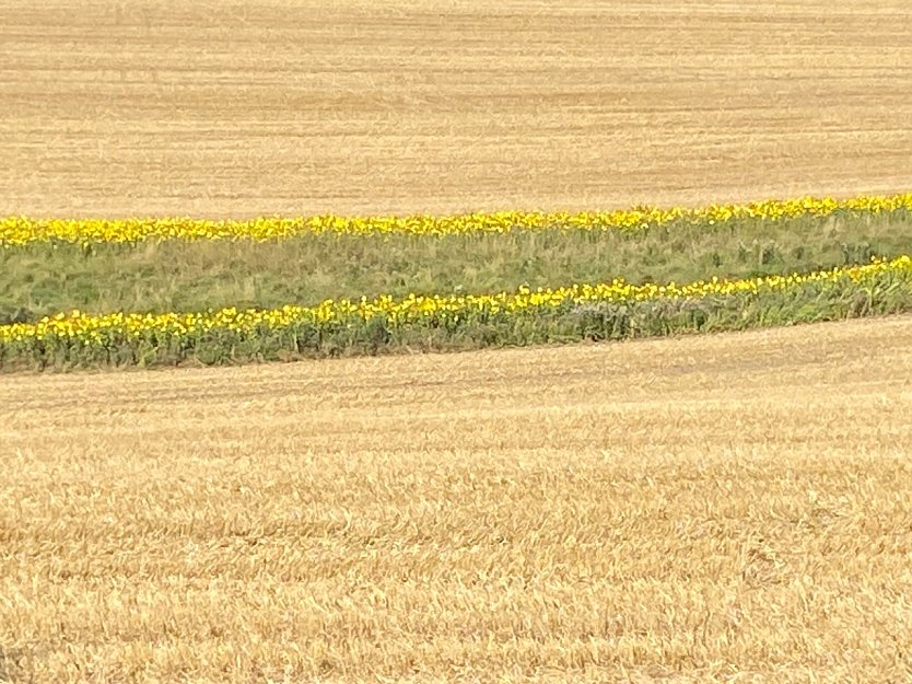 Getreidefeld bei Dietenborn (Foto: Wolfgang Lehmann)