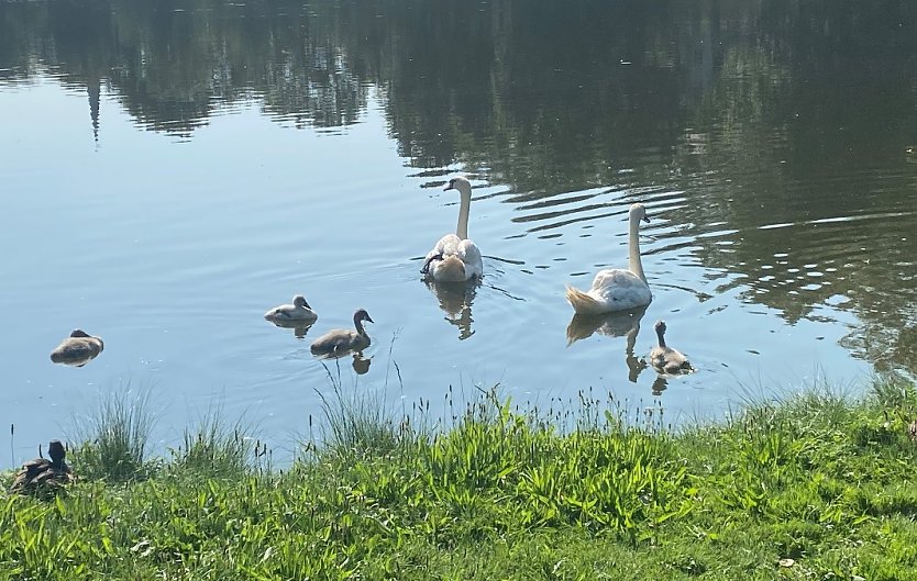 Auf dem Großen Parkteich im Sondershäuser Schlosspark (Foto: Wolfgang Lehmann) Auf dem Großen Parkteich im Sondershäuser Schlosspark (Foto: Wolfgang Lehmann)