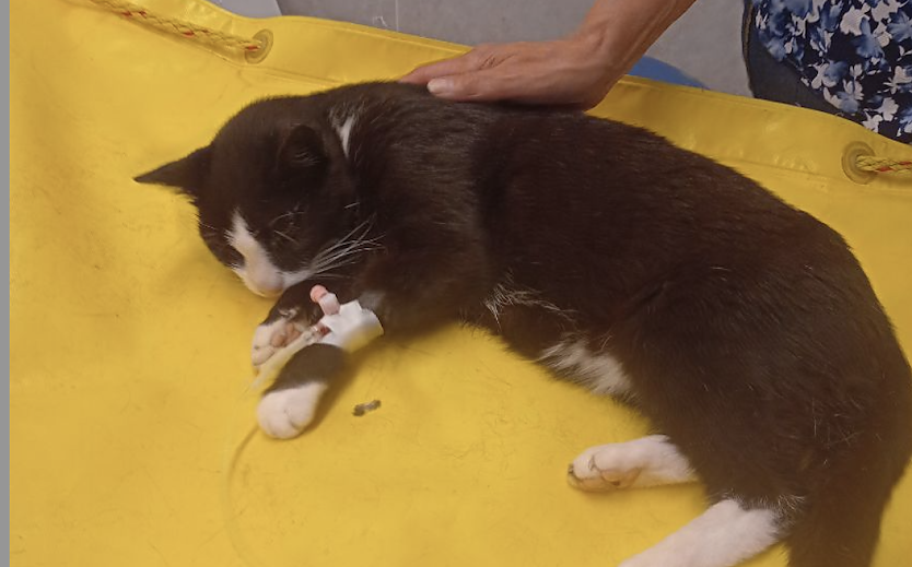 Burgkater Herrmann unter Narkose beim Tierarzt (Foto: Verein f&uuml;r lebendiges Mittelalter)