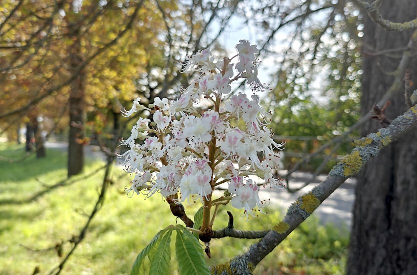 Kastanienbl&uuml;te im September  (Foto: Peter Blei)
