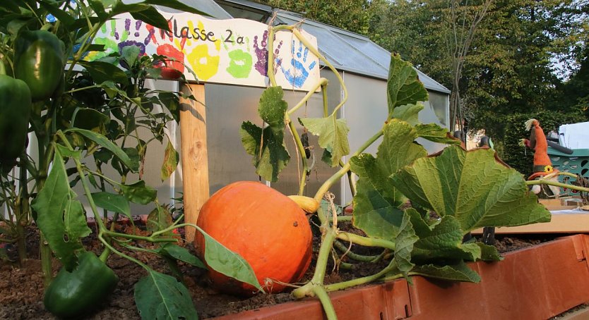 Im Schulgarten an der Pestalozzi Schule fiel die Ernte in diesem Jahr &uuml;ppig aus (Foto: agl)