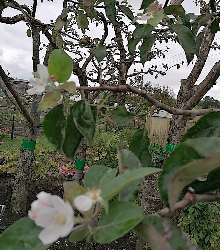 Apfelbl&uuml;te im Herbst in Bad Langensalza  (Foto: Rainer Ludwig)