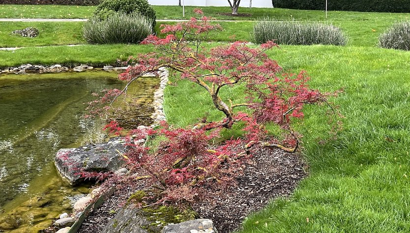 Herbstf&auml;rbung im Japanischen Garten bad Langensalza  (Foto: oas)