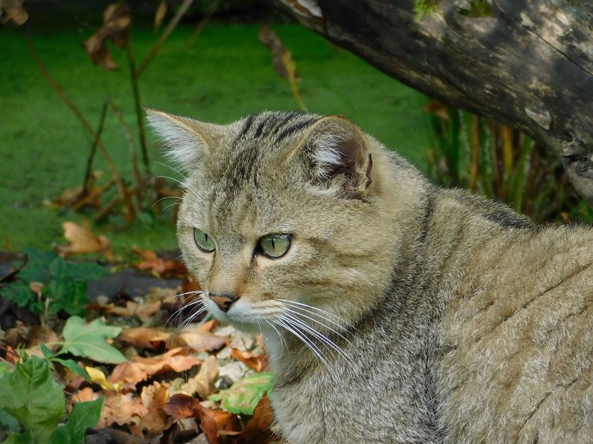 Wildkater Emil (Foto: Fiene Sch&ouml;nknecht)