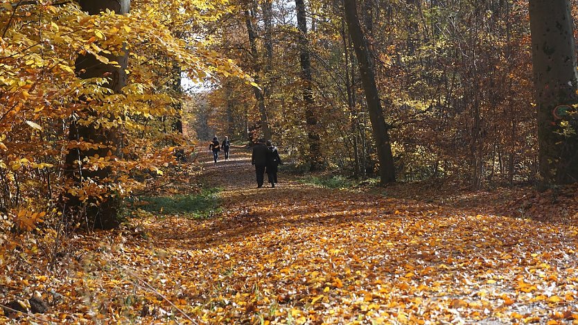 Waldwege sind derzeit &uuml;bers&auml;t mit Herbstbl&auml;ttern: Wer rutscht und st&uuml;rzt ist Opfer einer waldtypischen Gefahrenlage (Foto: Daniela Tr&ouml;ger)
