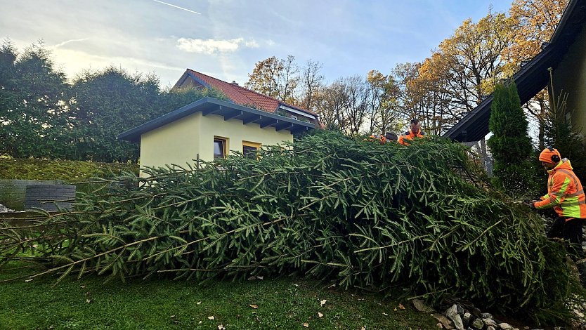 Der Hundeshagener Weihnachtsbaum wird versandfertig gemacht (Foto: Ren&eacute; Wei&szlig;bach)