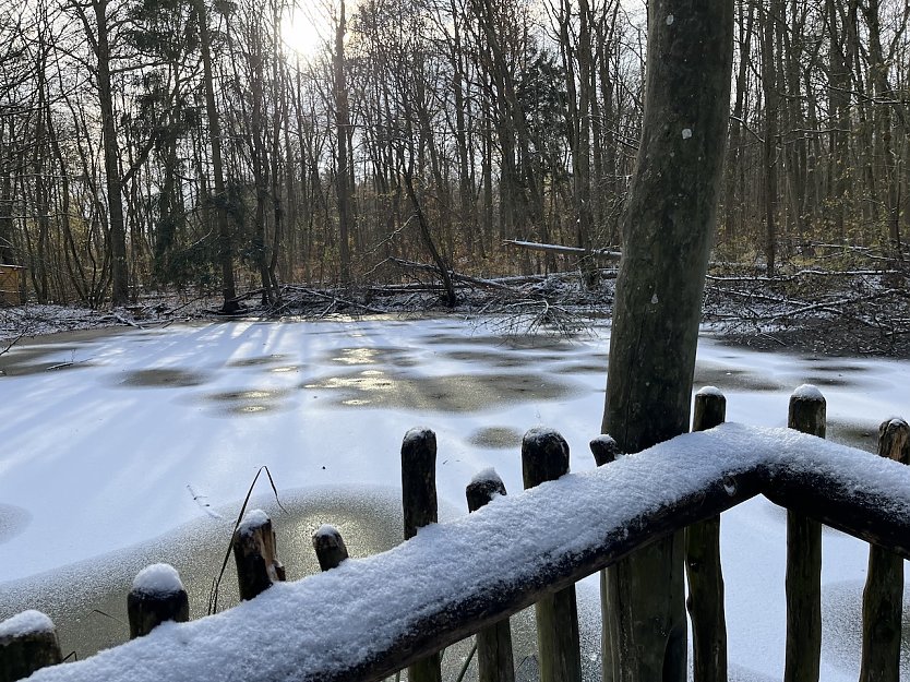 Das kurze Winter-Intermezzo (hier im Nationalpark Hainich) ist erst einmal vorbei (Foto: oas) Das kurze Winter-Intermezzo (hier im Nationalpark Hainich) ist erst einmal vorbei (Foto: oas)