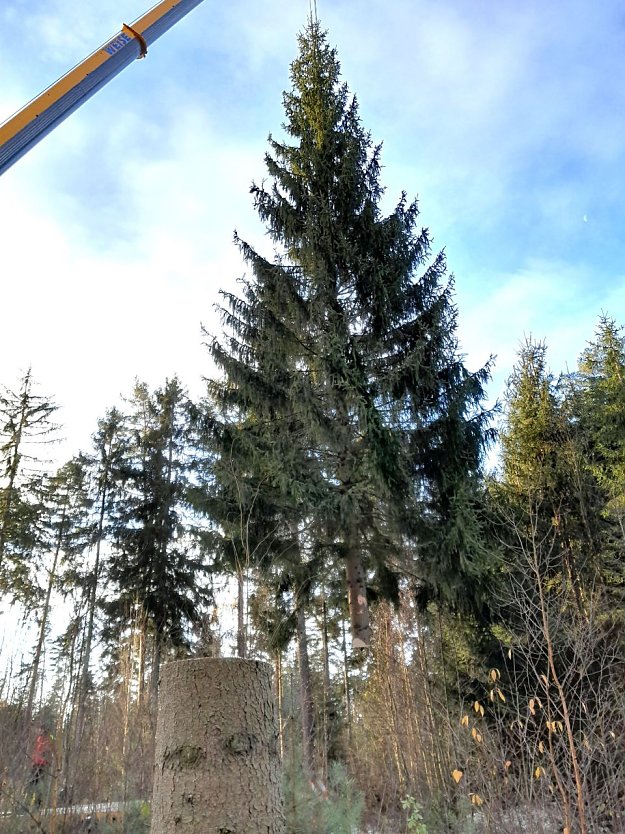 Im Vordergrund der Stubben, am Seilkran die etwa 60j&auml;hrige Fichte, die als Weihnachtsbaum das Brandenburger Tor schm&uuml;cken wird (Foto: Th&uuml;ringenForst)