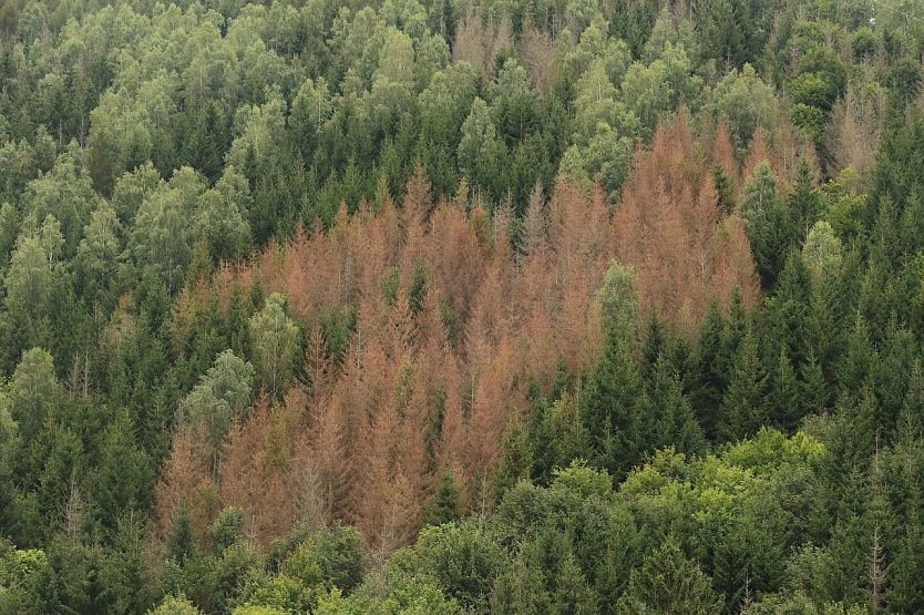 Tote Fichten im Harz, Archivbild aus 2021 (Foto: nnz-Archiv)