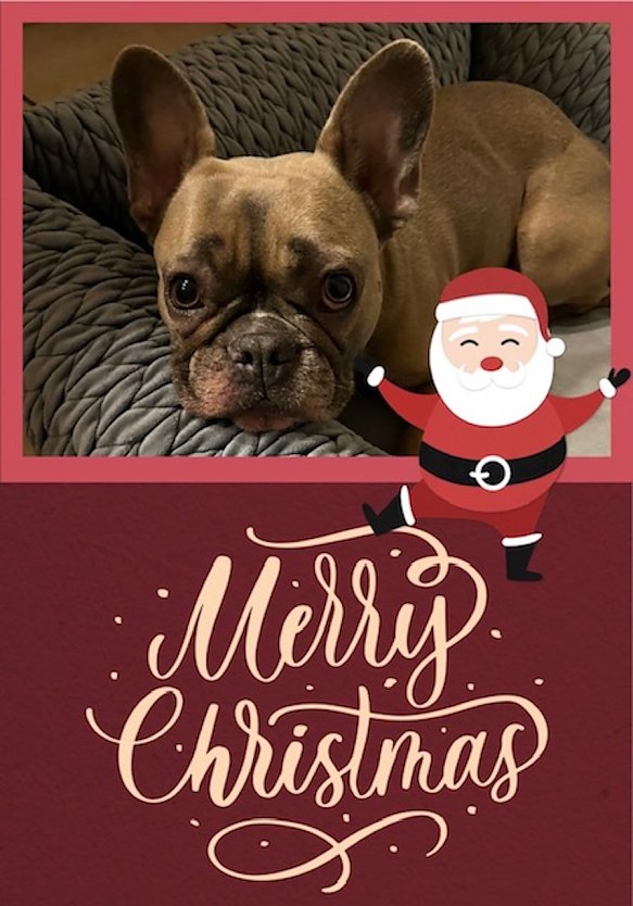 Bulldogge mit Weihnachtsgruss (Foto: Britta UNger )