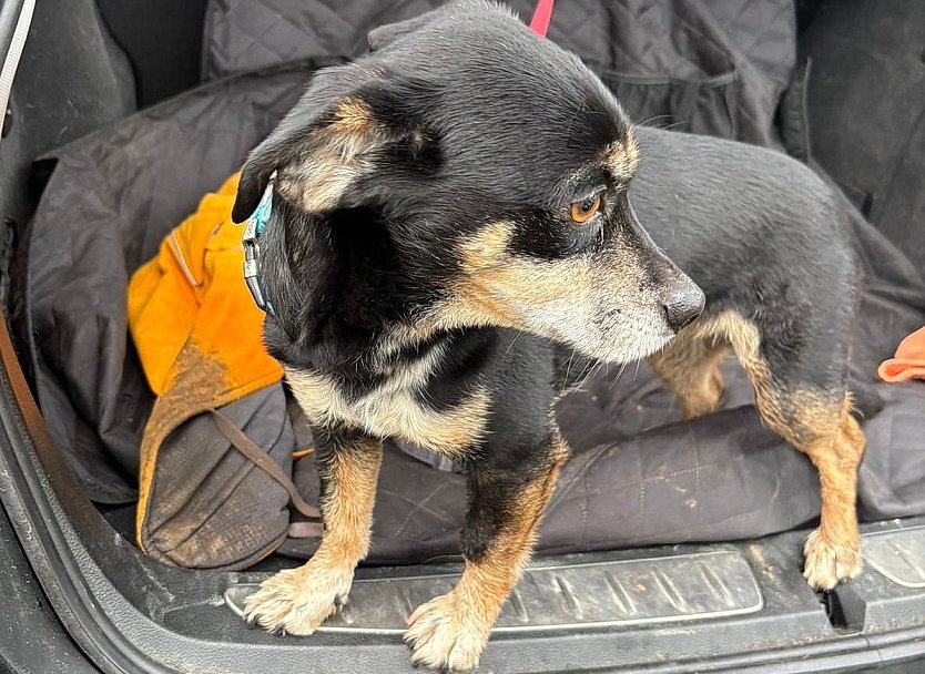 Kehrt zur&uuml;ck nach Hause: Ausgeb&uuml;xter Hund (Foto: Feuerwehr Liebenrode)