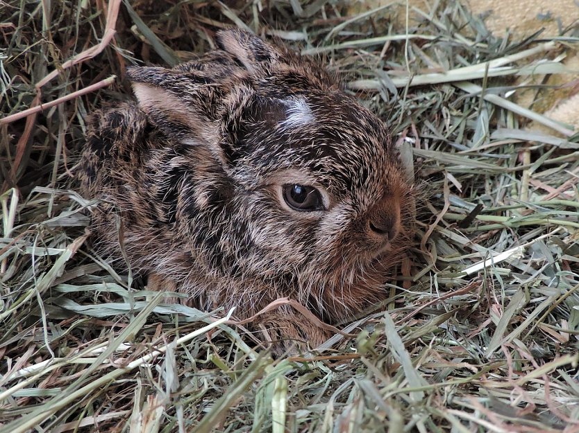 Bitte nicht voreilig mitnehmen: W&auml;hrend das Muttertier auf Futtersuche ist, bleiben die Jungen wie dieser kleiner Feldhase allein zur&uuml;ck. (Foto: VIER PFOTEN )
