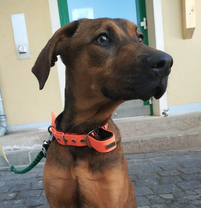 F&uuml;r die Mischlingsh&uuml;ndin wird ein neues Zuhause gesucht (Foto: LPI)