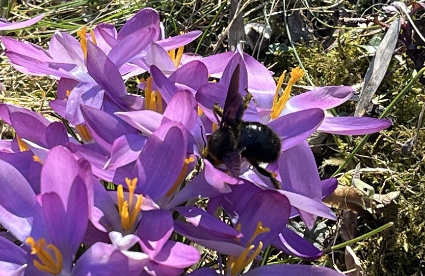 Erdbienen nutzen sofort die ersten warmen Sonnentage (Foto: oas)