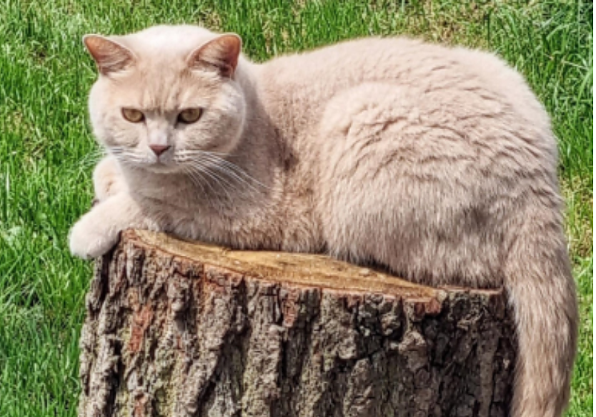 Wo ist Nelson? (Foto: privat)