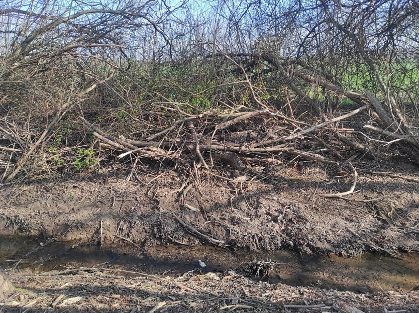 Ufer am R&ouml;ssingsbach (Foto: D. F&ouml;rster)