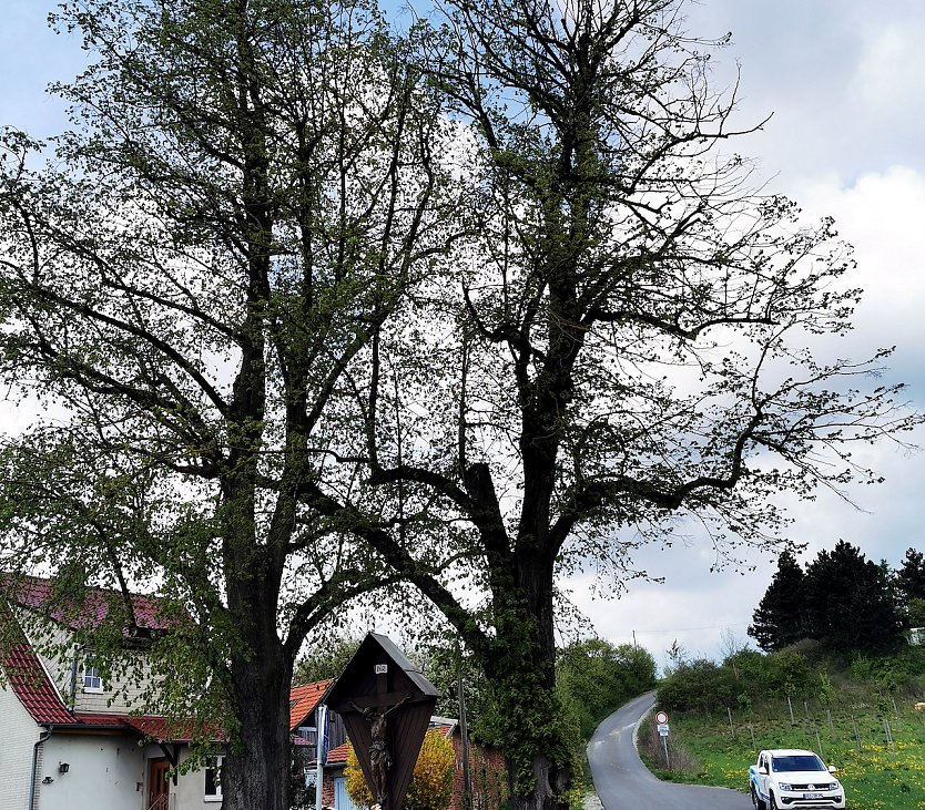 Besch&auml;digte Winterlinde (Foto: R.Wei&szlig;bach)