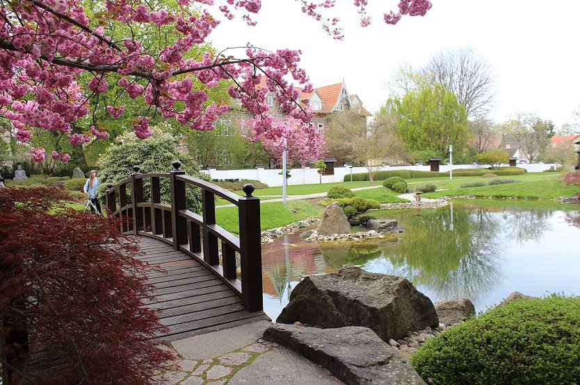 Kischbl&uuml;ten im Japanischen Garten in Bad Langensalza (Foto: Eva Maria Wiegand)