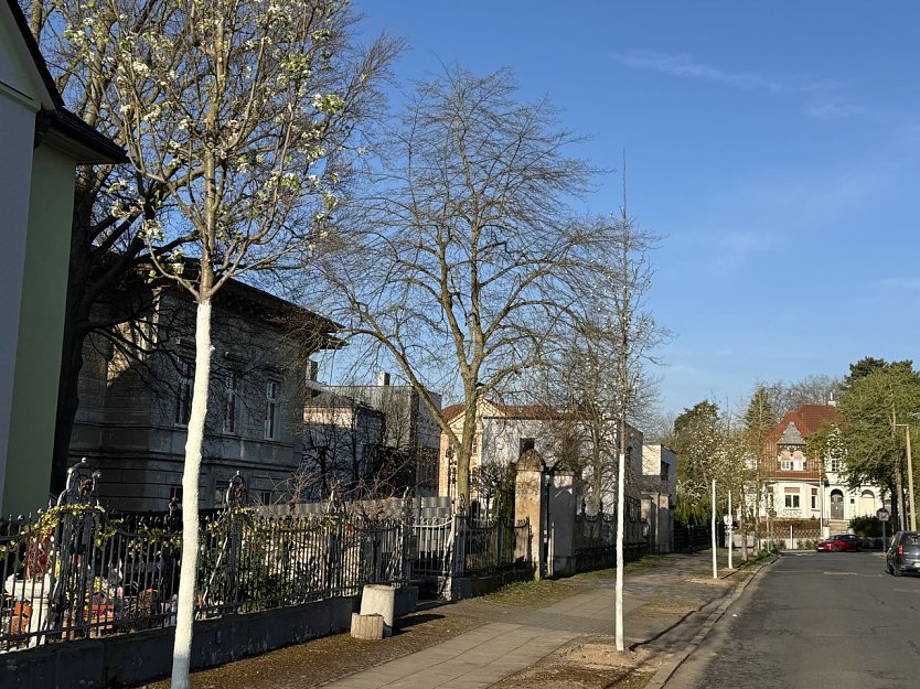 Neue B&auml;ume in der K&ouml;llingstra&szlig;e (Foto: Stadt Nordhausen)