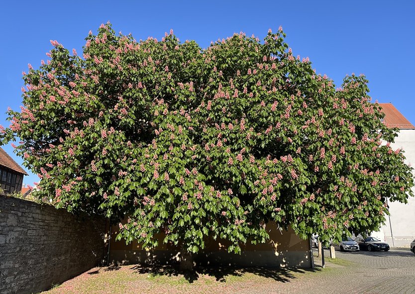 Kastanie in voller Bl&uuml;te (Foto: oas)
