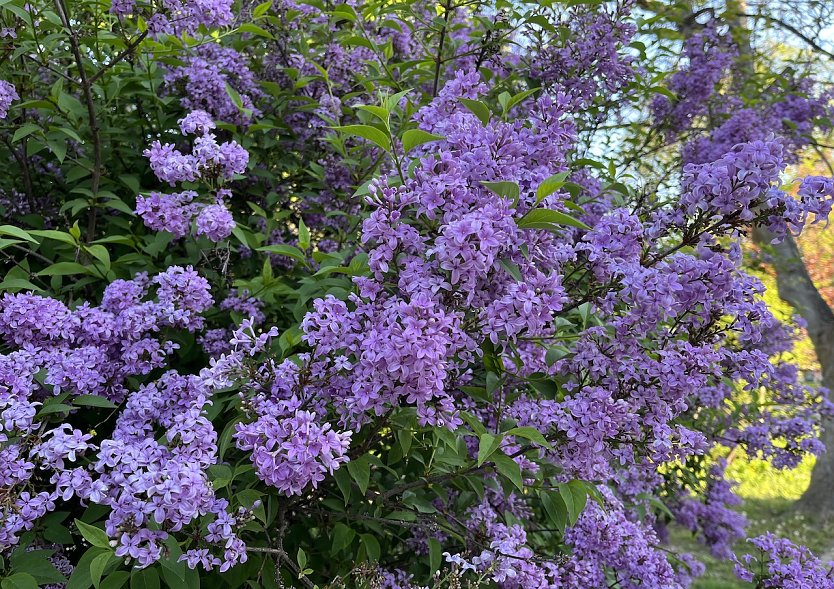 Sonnig, warm und kein Regen (Foto: oas)