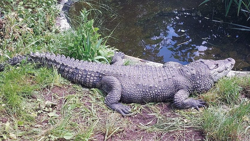 M&auml;chtig gewaltig. ein Krokodil mitten im Kleingarten (Foto: S. Dietzel)