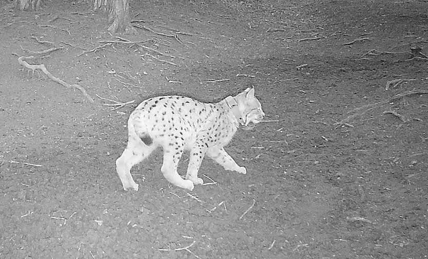 Luchs in der Foto-Falle im Saaletak (Foto: Nabu)