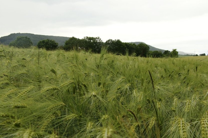 Wetterbild (Foto: agl)