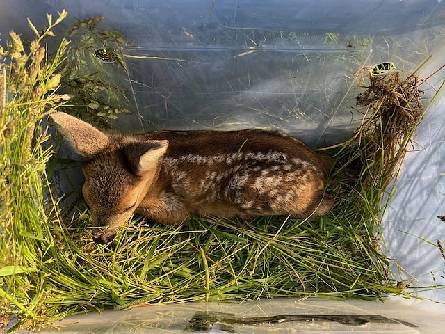 Vor dem M&auml;htod bewahrt: ein Rehkitz auf dem Feld (Foto: Carsten Vogel)