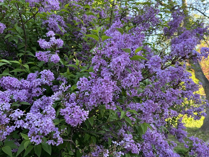 Morgen st&uuml;rmischer (Foto: oas)