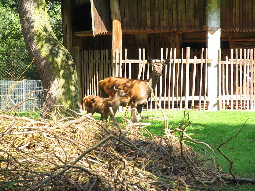 Stadtparkbewohner: Hier Frau Hirsch mit nachwuchs (Foto: Stadtverwaltung Nordhausen)