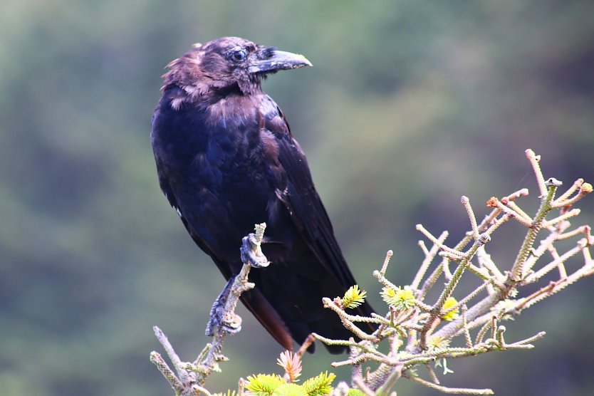 Fotografie trifft Poesie: Ausstellung in der Stadt-Werkstatt  (Foto: &copy; Christine Schr&ouml;n)